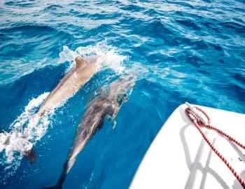 dolphins swimming in front of boat